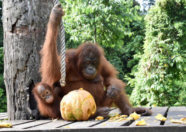 Orangutan mother and infant eating a pumpkin.