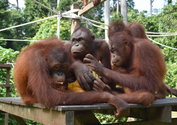 Orangutans eating pumpkin.