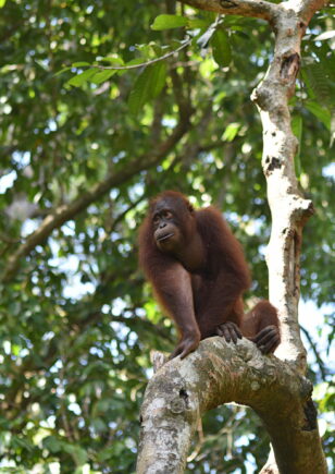 Alagu the orangutan high up in a tree.