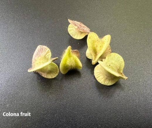 Colona fruit