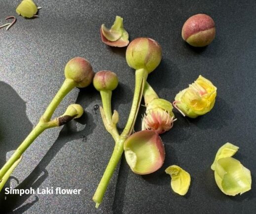 Simpoh Laki flower