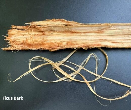 Ficus Bark