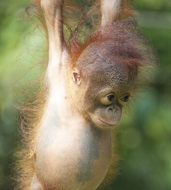 Very young infant orangutan face.