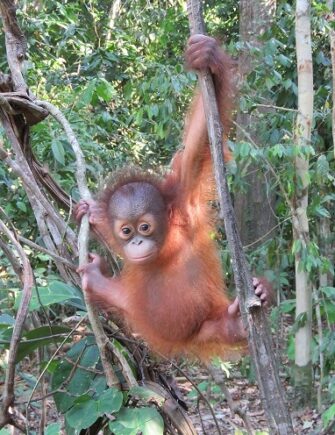 Very young infant orangutan climbing on branches.