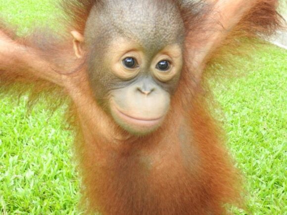 Archie the orangutan at 2 years old.