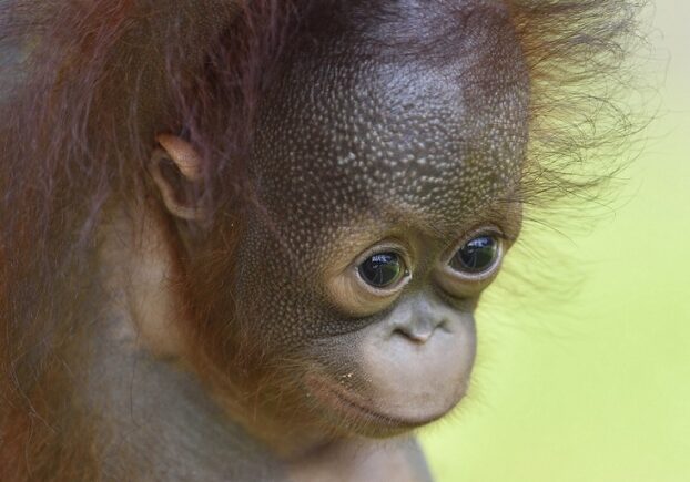 Very young infant orangutan face.