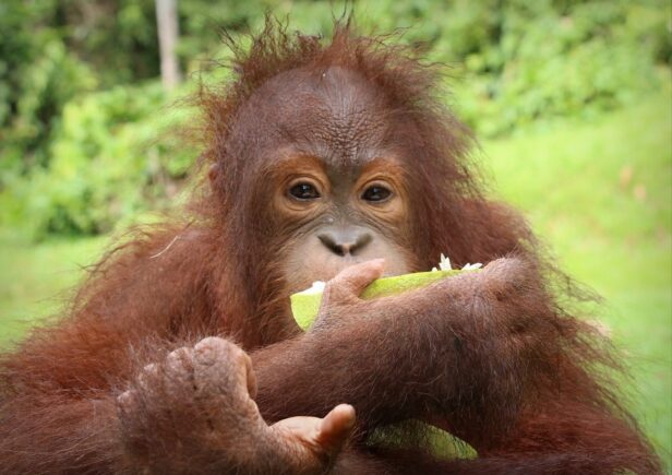 Betty the orangutan eating fruit at Sepilok Orangutan Rehabilitation Centre