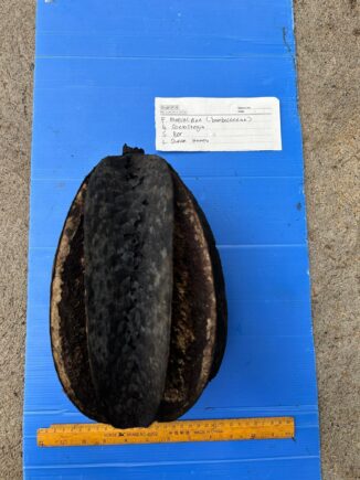 Danum Valley 11 12 2023 2 6