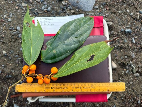 Danum Valley 11 12 2023 5