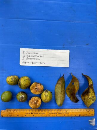 Danum Valley 12 12 2023 3