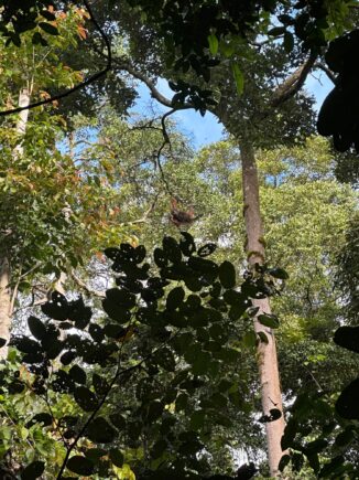 Danum Valley 12 12 2023 8