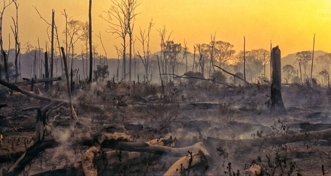 Post-forest fire landscape in Borneo