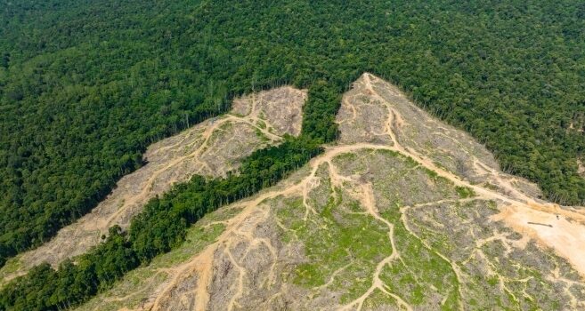 Fragmented rainforest in Borneo