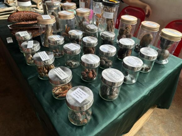 Samples of fruit from the rainforest that orangutans eat on Orangutan Appeal UK stall at the Heart of Borneo event