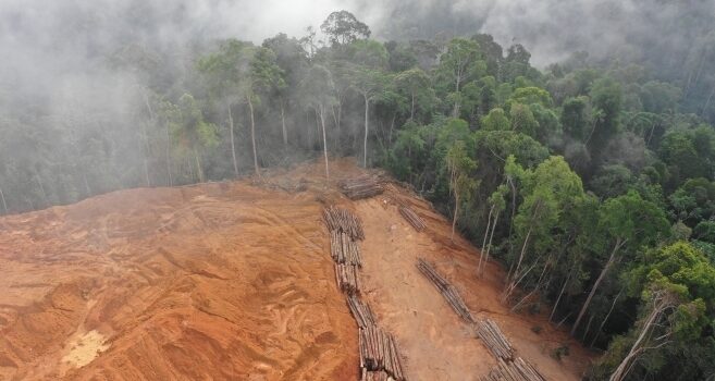 Logging and deforestation in Borneo