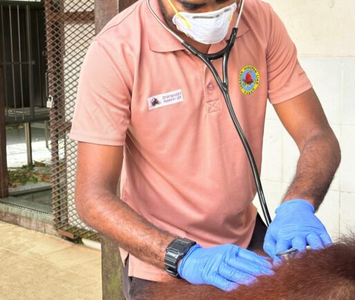 Vet with orangutan and stethoscope