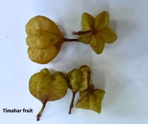 Timahar fruit