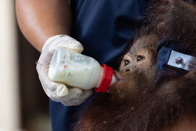 Infant orangutan drinking milk out of a bottle.