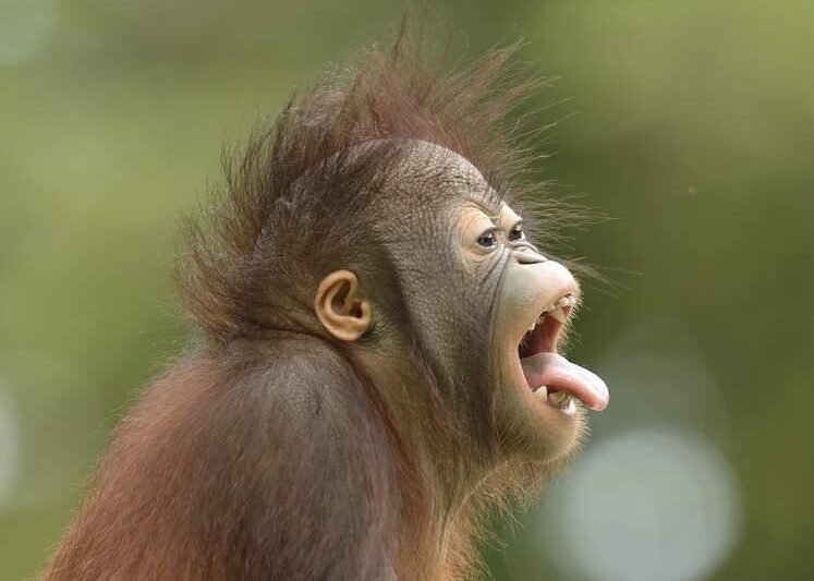 Cheeky Bidu-Bidu