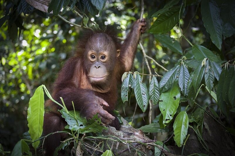 Small infant orangutan by Jacha Potgieter.