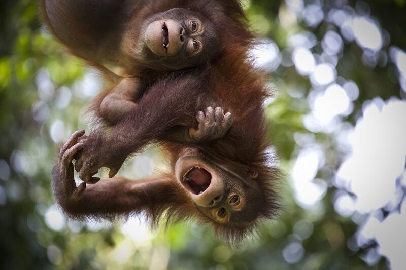 Two orangutans photographed by Jacha Potgieter.