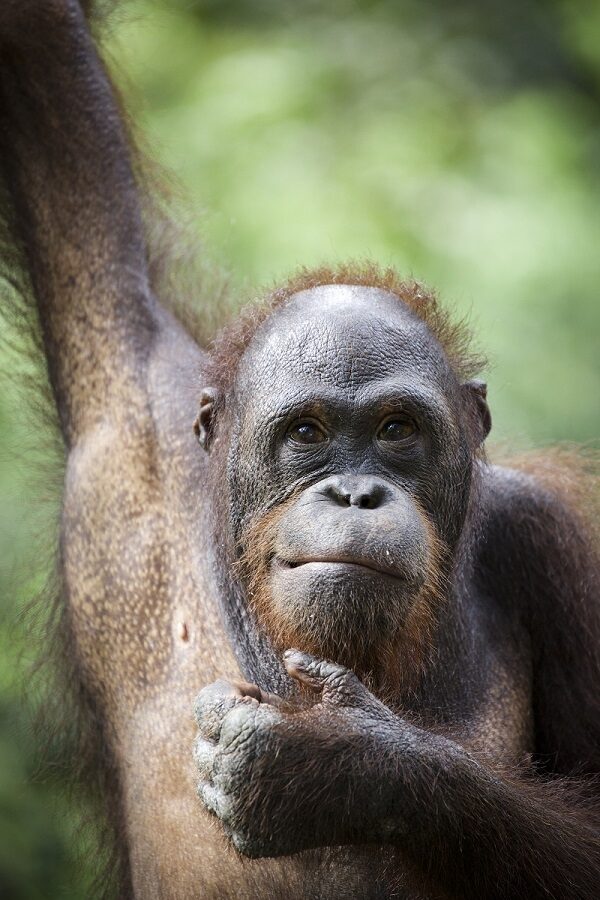 Adult male orangutan photographed by Jacha Potgieter.