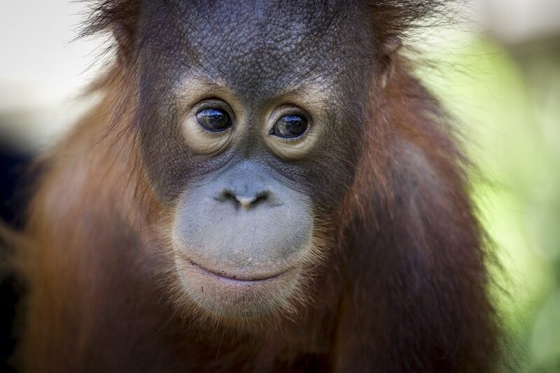 Orangutan photographed by Jacha Potgieter