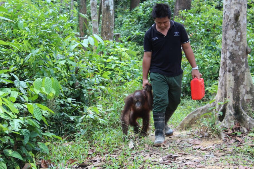 Orangutan walks with care team member at Sepilok.
