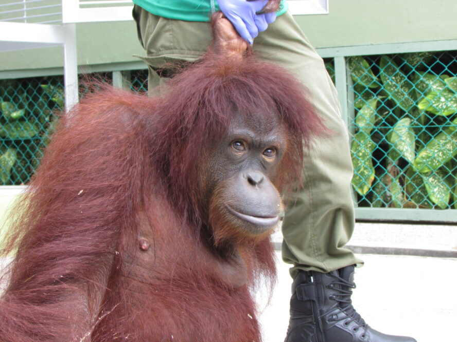 Nonong the orangutan at Sepilok.