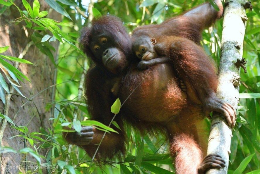 Orangutan Mother and infant in rainforest