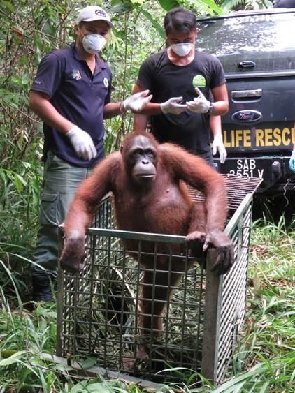 Orangutan release at Tabin Reserve.