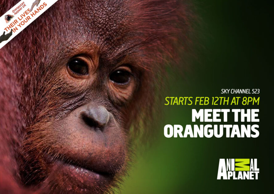 Meet the orangutans