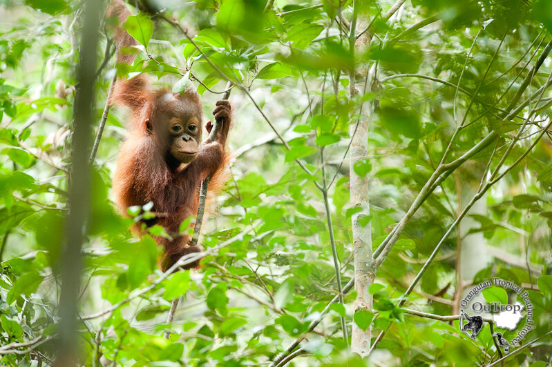 Orangutan OuTrop