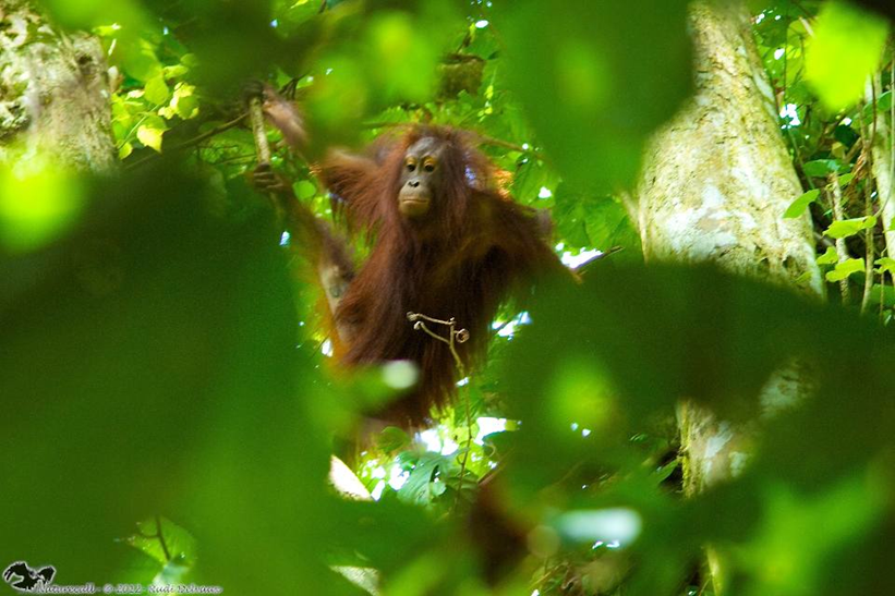 Orangutan in trees