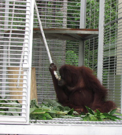Nonong the orangutan.