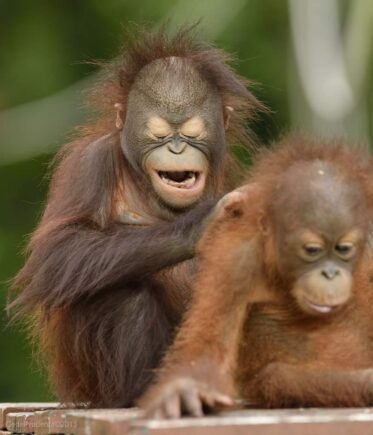 two infant orangutans at Sepilok.