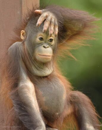 Infant orangutan Bidu Bidu at Sepilok.