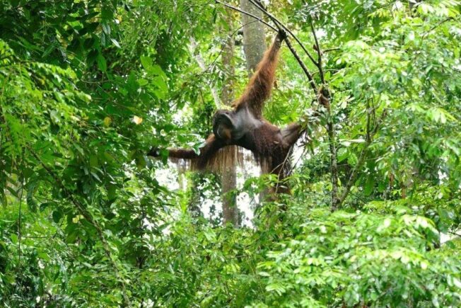Tabin Reserve orangutan.