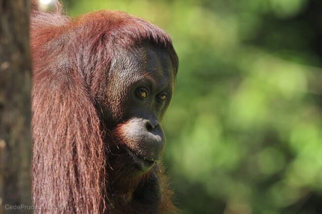 Yokmel the orangutan at Sepilok.