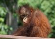 A young female Bornean orangutan sat on platform looking down below