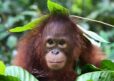 A young female Bornean orangutan sitting in a nest, wearing a leaf hat.