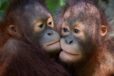 two young orangutans holding each other