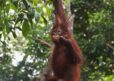 Young female Bornean orangutan in the rainforest swinging across branches