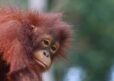 Close up of young female Bornean orangutan in the rainforest