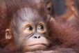 young orangutan looking upwards