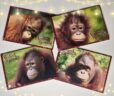 Christmas cards 4 designs showing two infant orangutans and two adult orangutans with one on each card