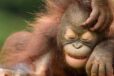 young orangutan smiling