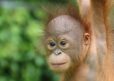 A young female orangutan looking at trees