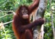 Young female Bornean orangutan climbing a tree in the rainforest