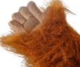 Orangutan velcro puppet hand